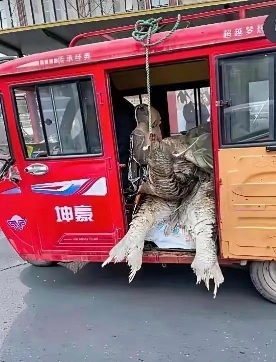 这到底是啥？都来看看咯！