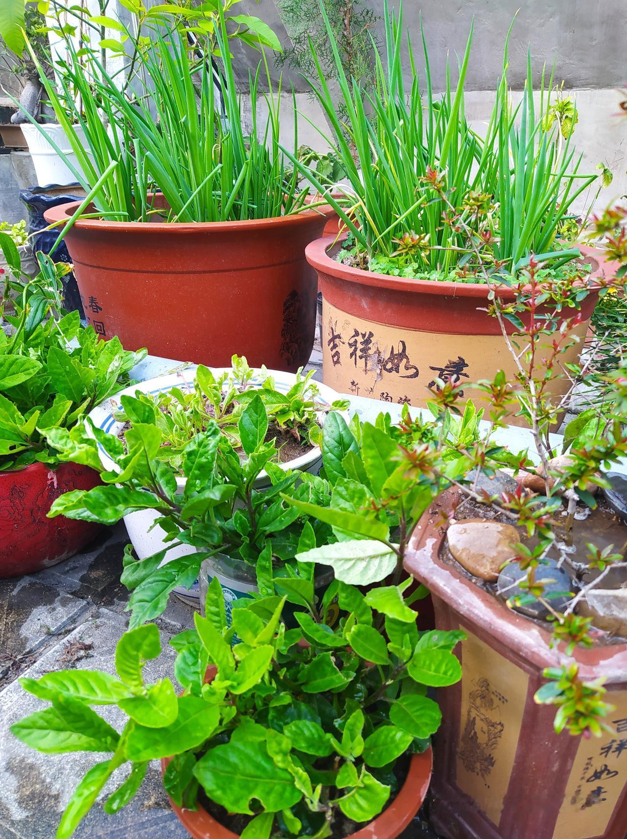 邻居在天台种葱，种得还非常成功！上一次天台就能积累很多素材。昨矢下班去天台，一