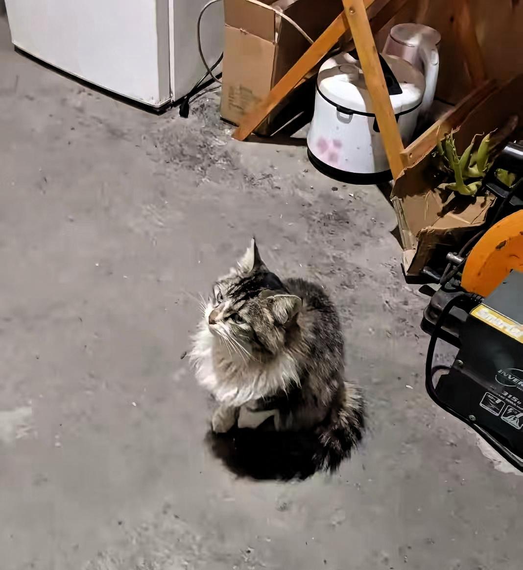 科学的尽头是玄学吧！我们楼下有对老夫妻，喂养流浪猫已经十多年，花费了大量时间与金