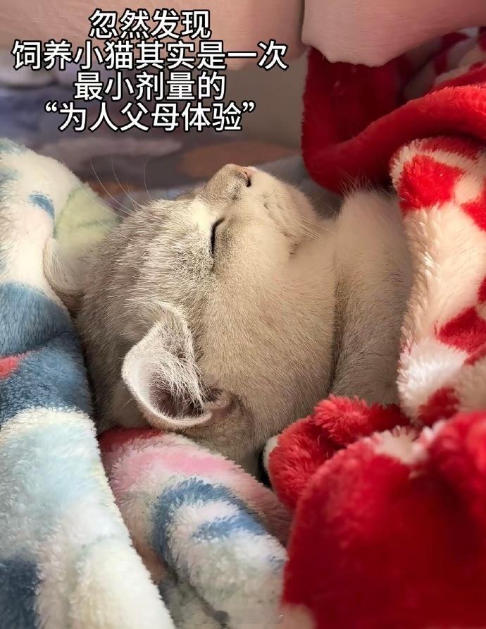 忽然发现饲养小猫其实是一次最小剂量的"为人父母体验”
