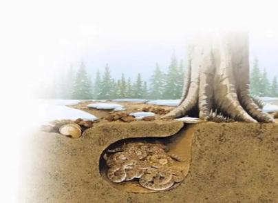 蛇冬眠的时候有多危险？专业捕蛇人说，很多人不知道，蛇一旦进入冬眠，可能就成了老鼠