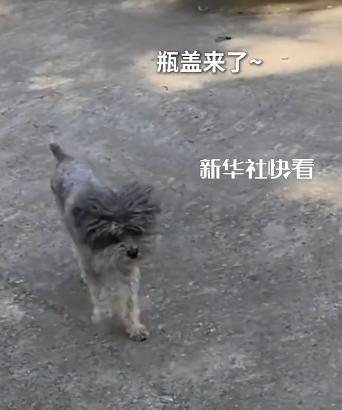 “火到新华社了！”河南一女子带着小老虎，去找它儿时玩伴小狗，谁料，小狗蹦蹦跶跑到