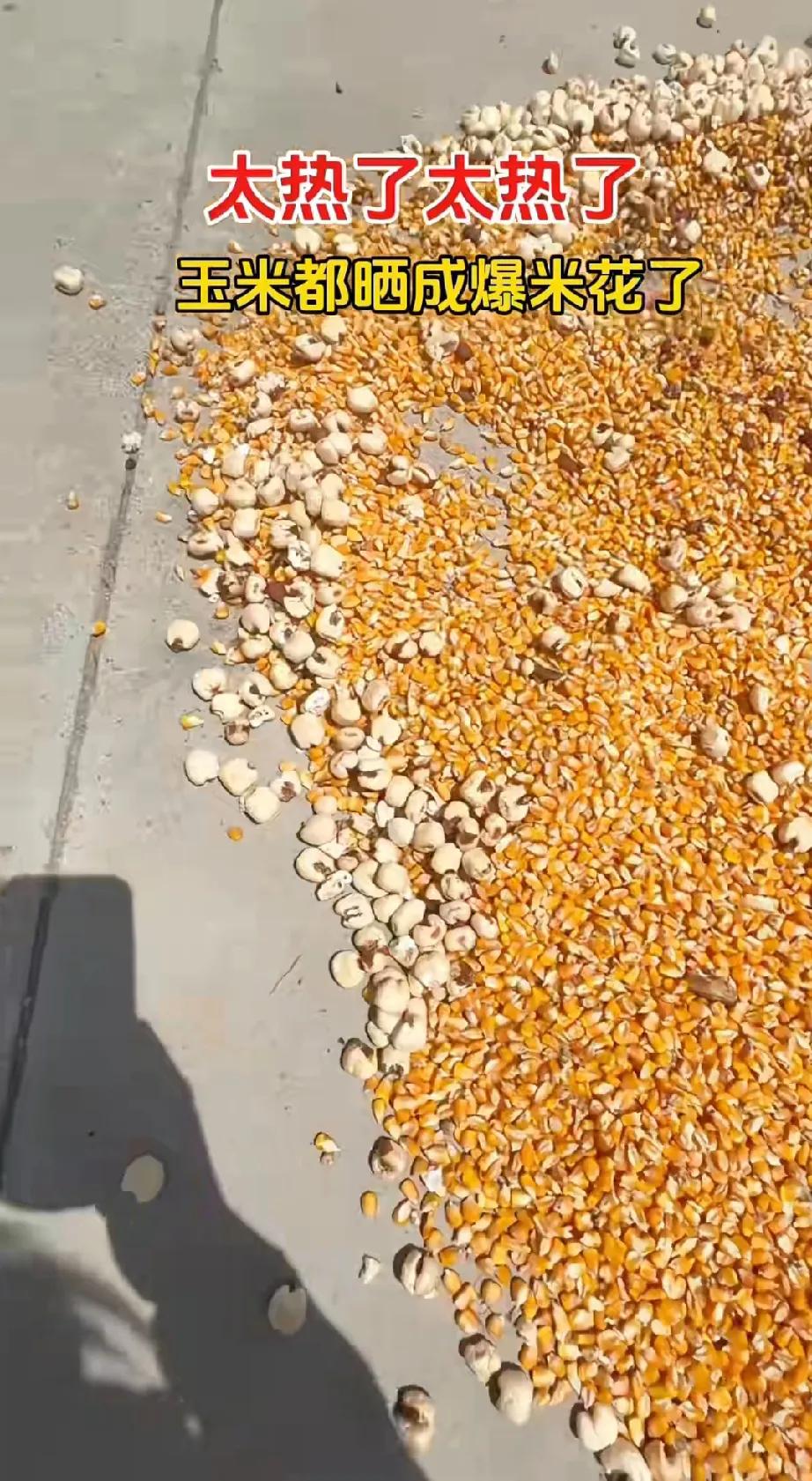 今年夏天到底有多热？玉米放在水泥地上直接炸成玉米花了？这届网友不好“忽悠”啊