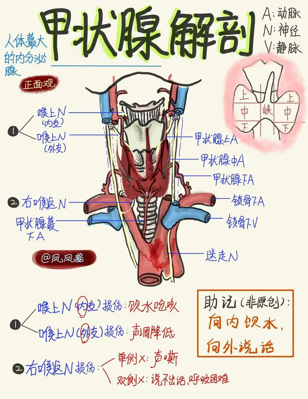 📖医学生笔记｜甲状腺解剖 建议点赞收藏