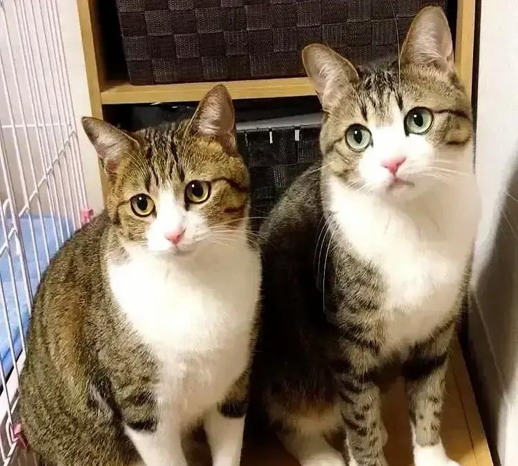 宠物博主在楼下逮到一只灰虎斑英短，抱回家才发现阳台蹲着原主，两只猫像复制粘贴，连