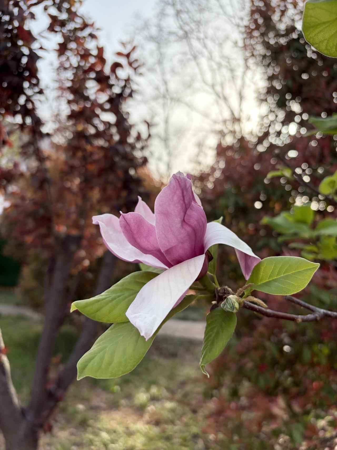 春风把玉兰吹开了✨粉白花瓣裹着温柔，在阳光下慢慢舒展。原来春天最浪漫的事，就