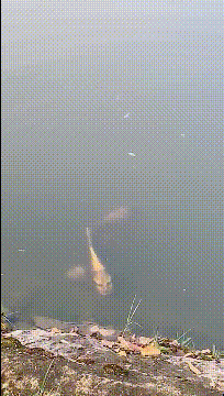 这是什么品种，看起来总觉得怪怪的