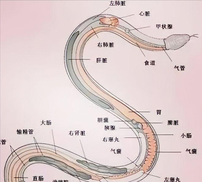 打蛇不打头！很多人都不懂，野外遇到蛇千万别打头，这有可能会让自己陷入陷阱，其实蛇
