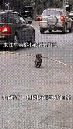 看到这段小视频，我的眼眶湿润了……这只狗狗是一只流浪狗，后来被一位拾荒的老奶奶收