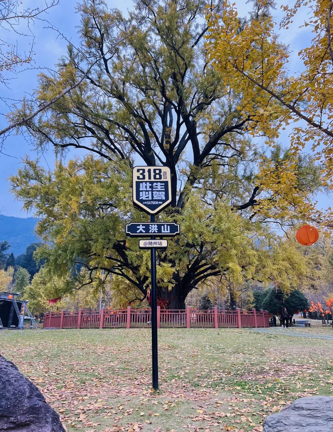 自驾—随州银杏谷【严重低估的宝藏景区】🚗刚刚从大洪山的银杏谷回来，此刻很
