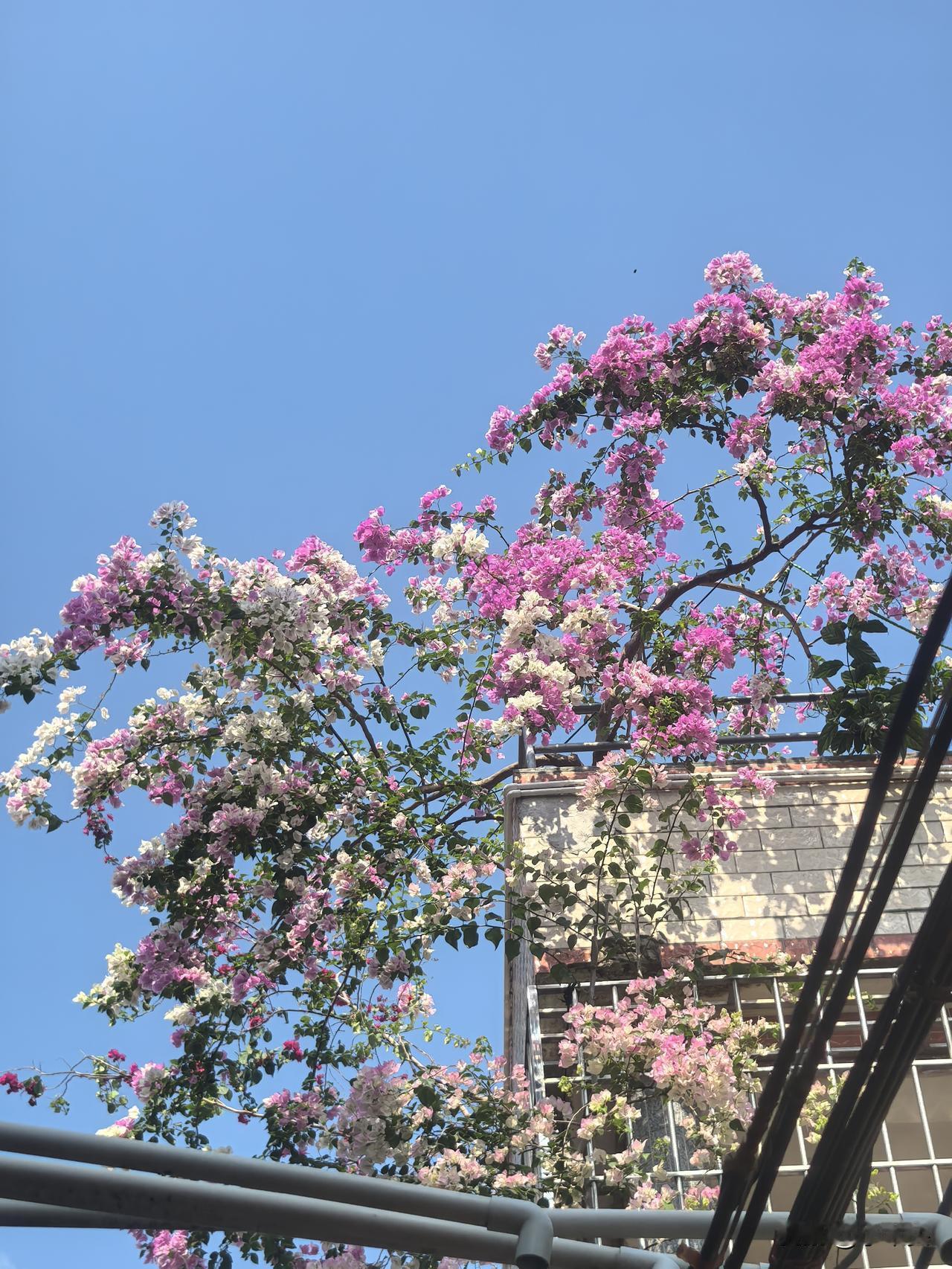 昨天顺德逢简之行，在蜿蜒小巷深处，抬头一眼，被天台上的三角梅瀑布惊艳。衬着无