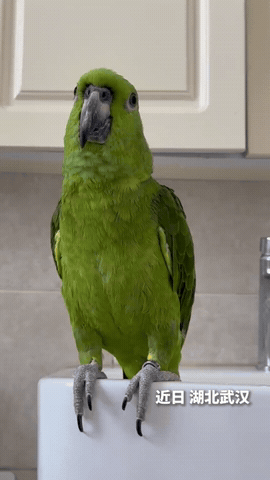 鹦鹉🦜比有些人都厉害，唱歌超好听