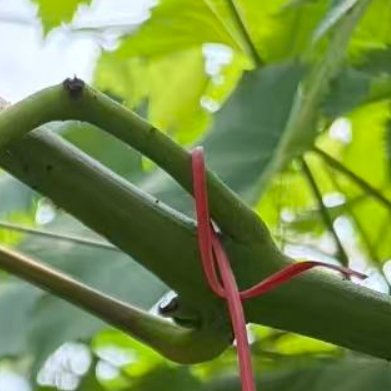 种植文案🍇种植方法葡萄种植的方法包括以下步骤：1.选种与容器选择：选择生长