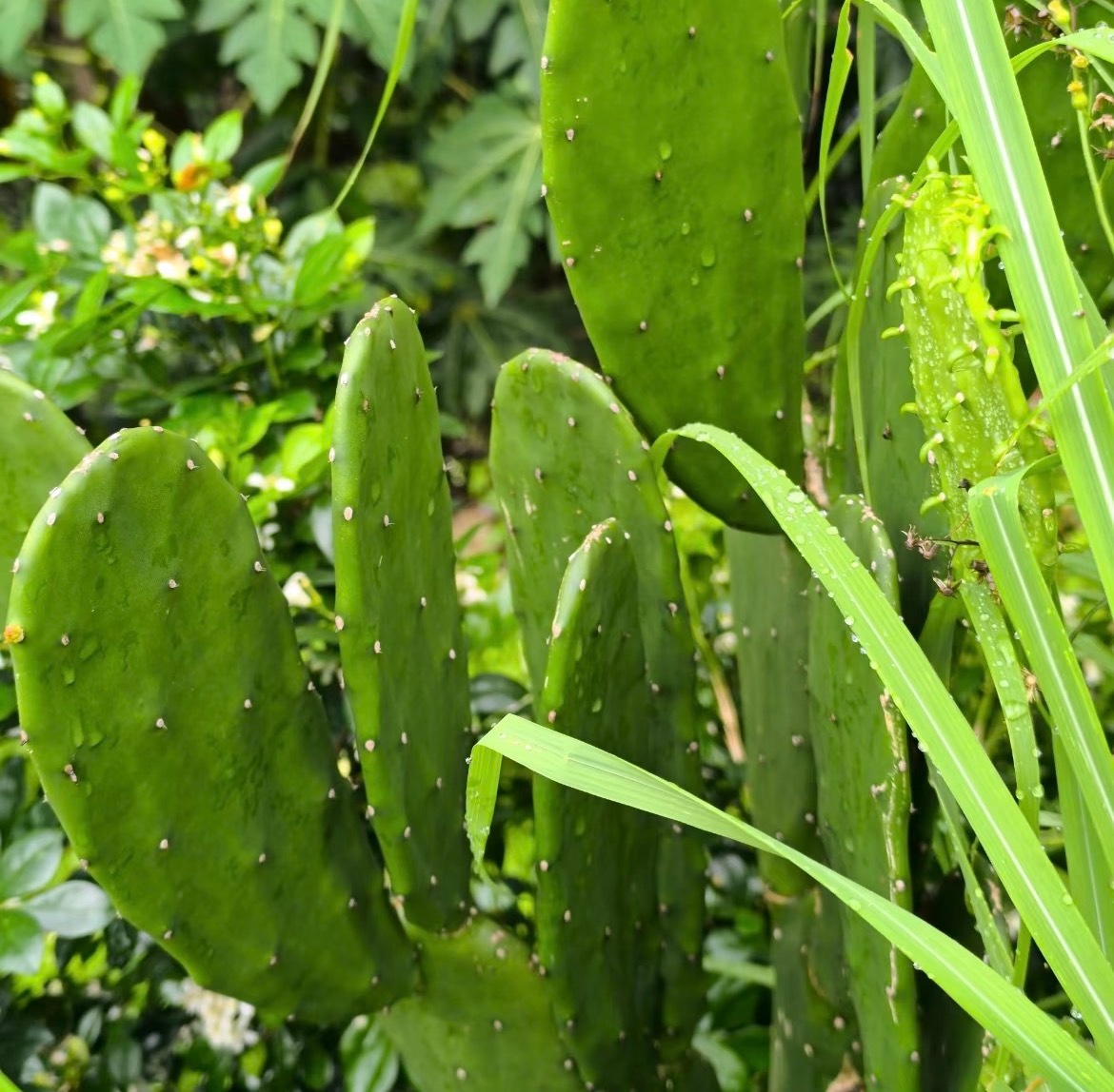 种植种植仙人掌的种植方法一、土壤选择选择排水良好、疏松透气的土壤，如沙壤土