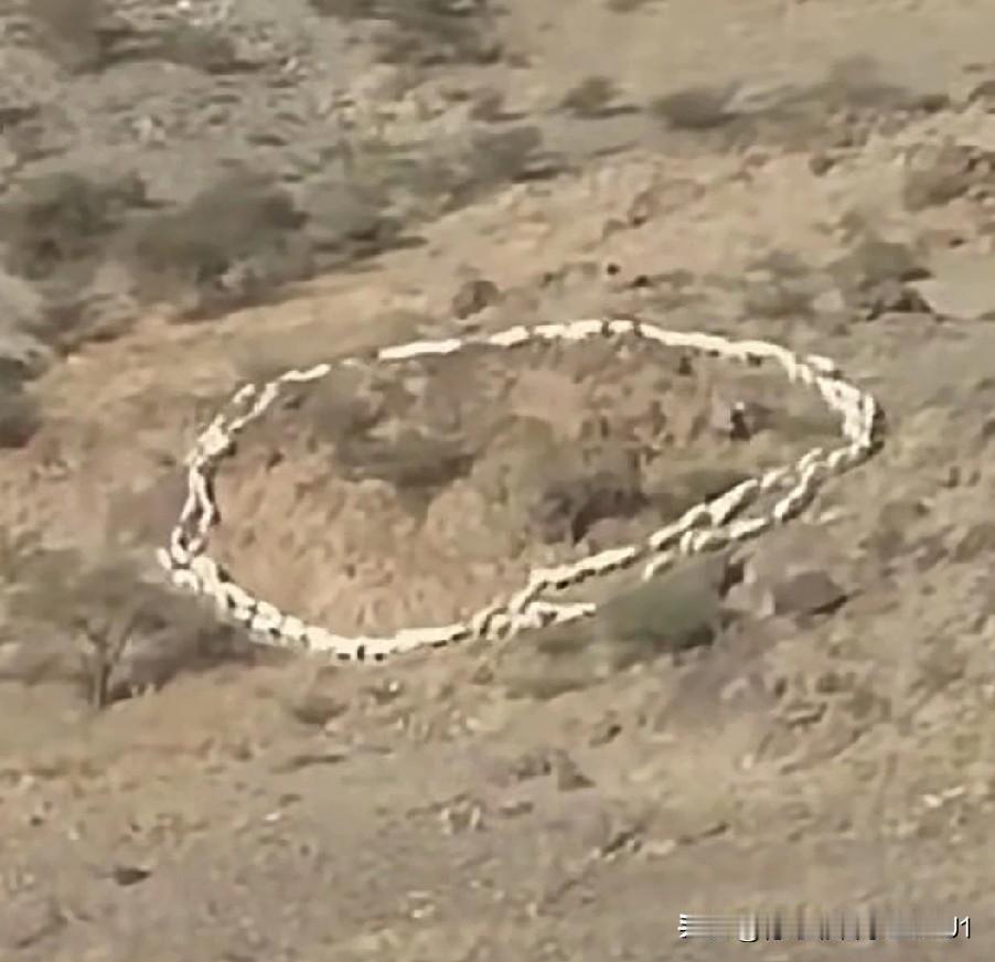 男子上山放羊，到了山上后，他找了个避风处玩起了手机。玩了把游戏后，他起身查看羊群