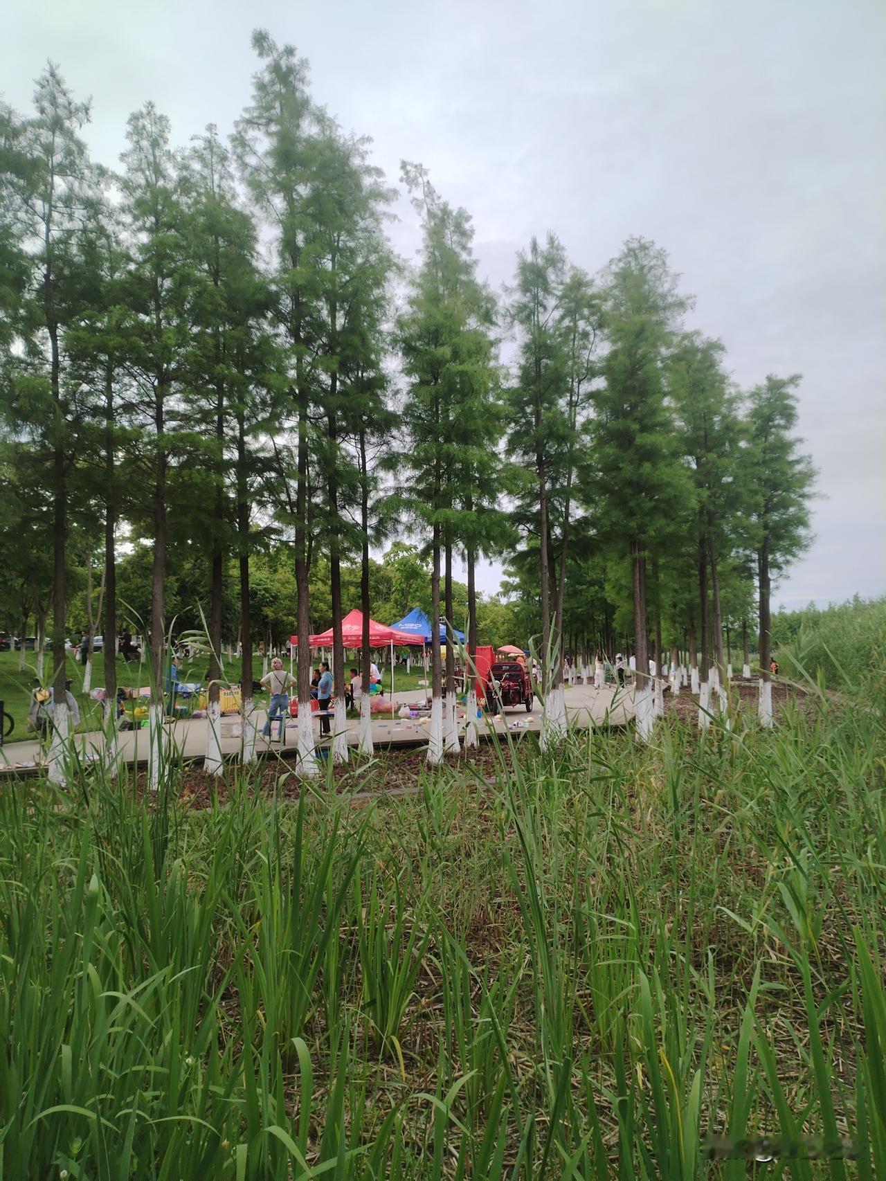 你能分享你家附近公园的照片吗赣江边上的小菊花开了，一大片黄色的，治愈系颜色，让人