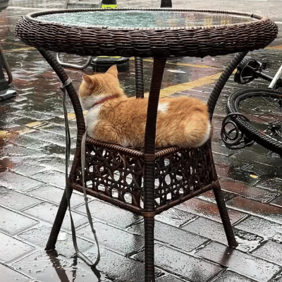 这小猫多聪明，都下雨了，捞不到出去玩的，在这桌子底下躲雨