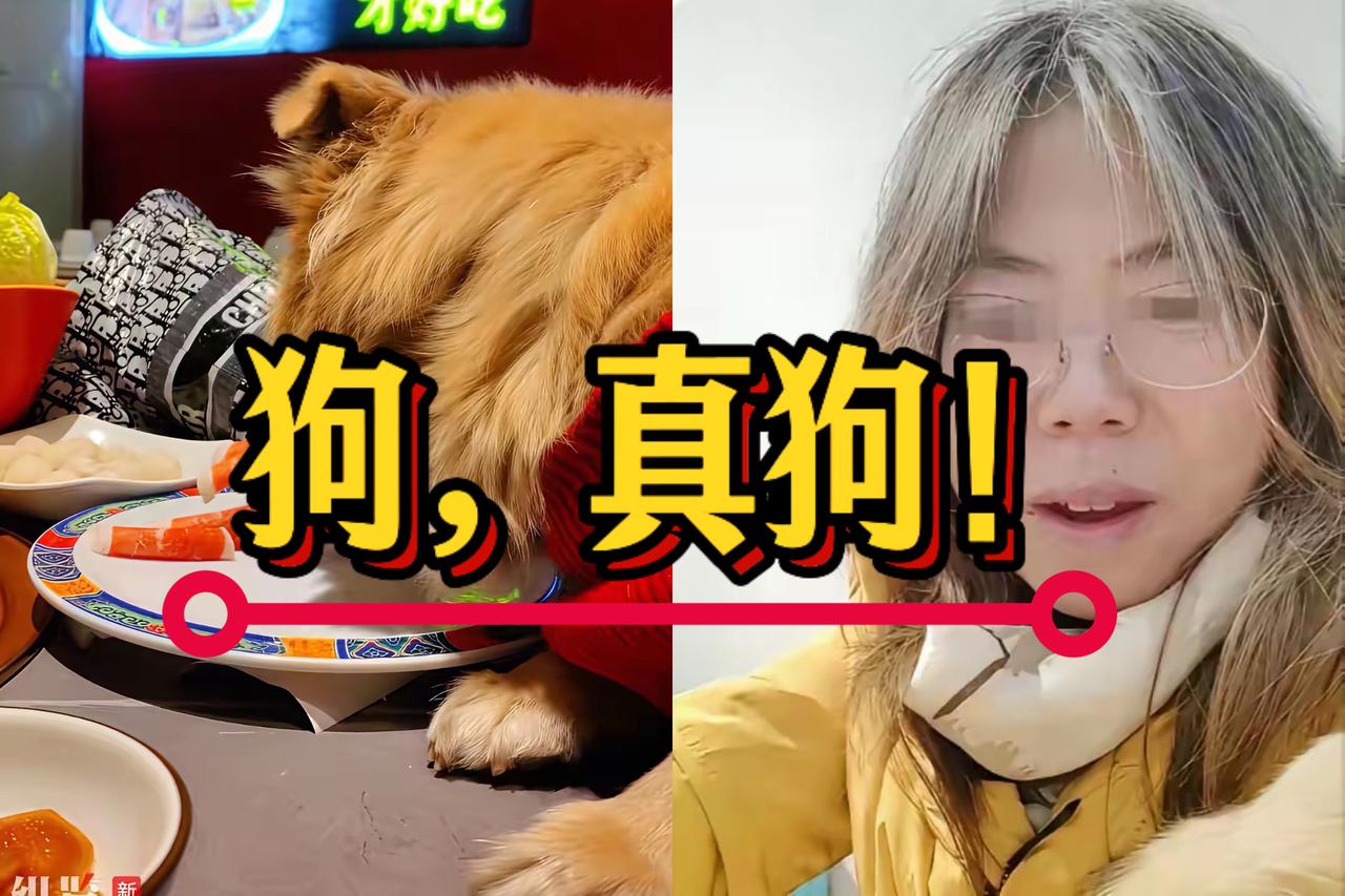 祸，天上掉下来的。北京王爷府南门涮肉店老板做梦都想不到，他会败给一只狗、一只真狗