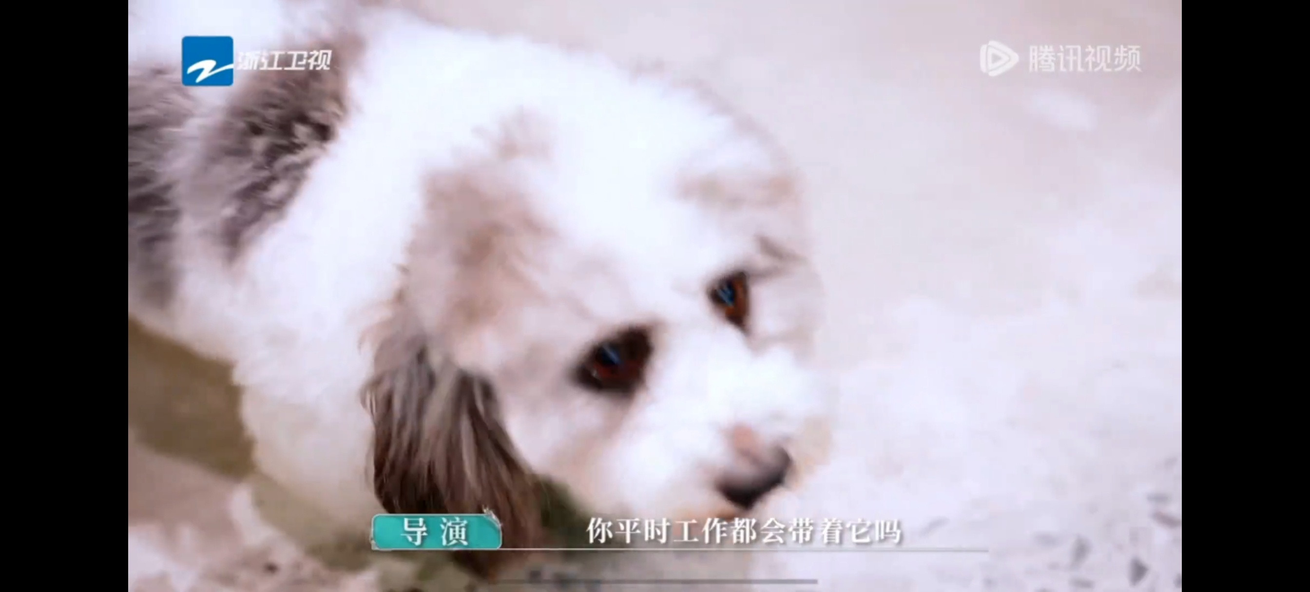 我们小猪咪九月就这样吃吃吃太萌啦