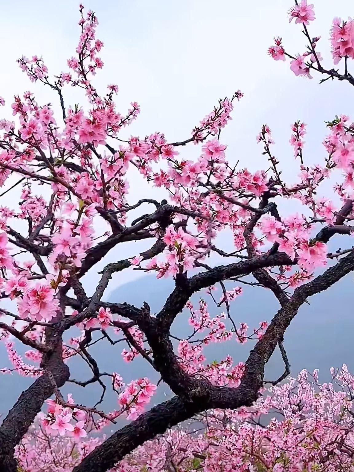 有没有好看的风景图片分享