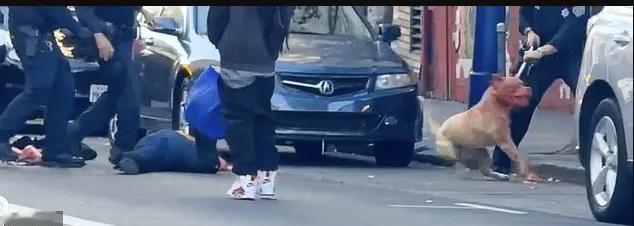 全程揪心！旧金山街头突发恶性撕咬，女子浑身是血倒地求救，主人当场跑路。街头闹