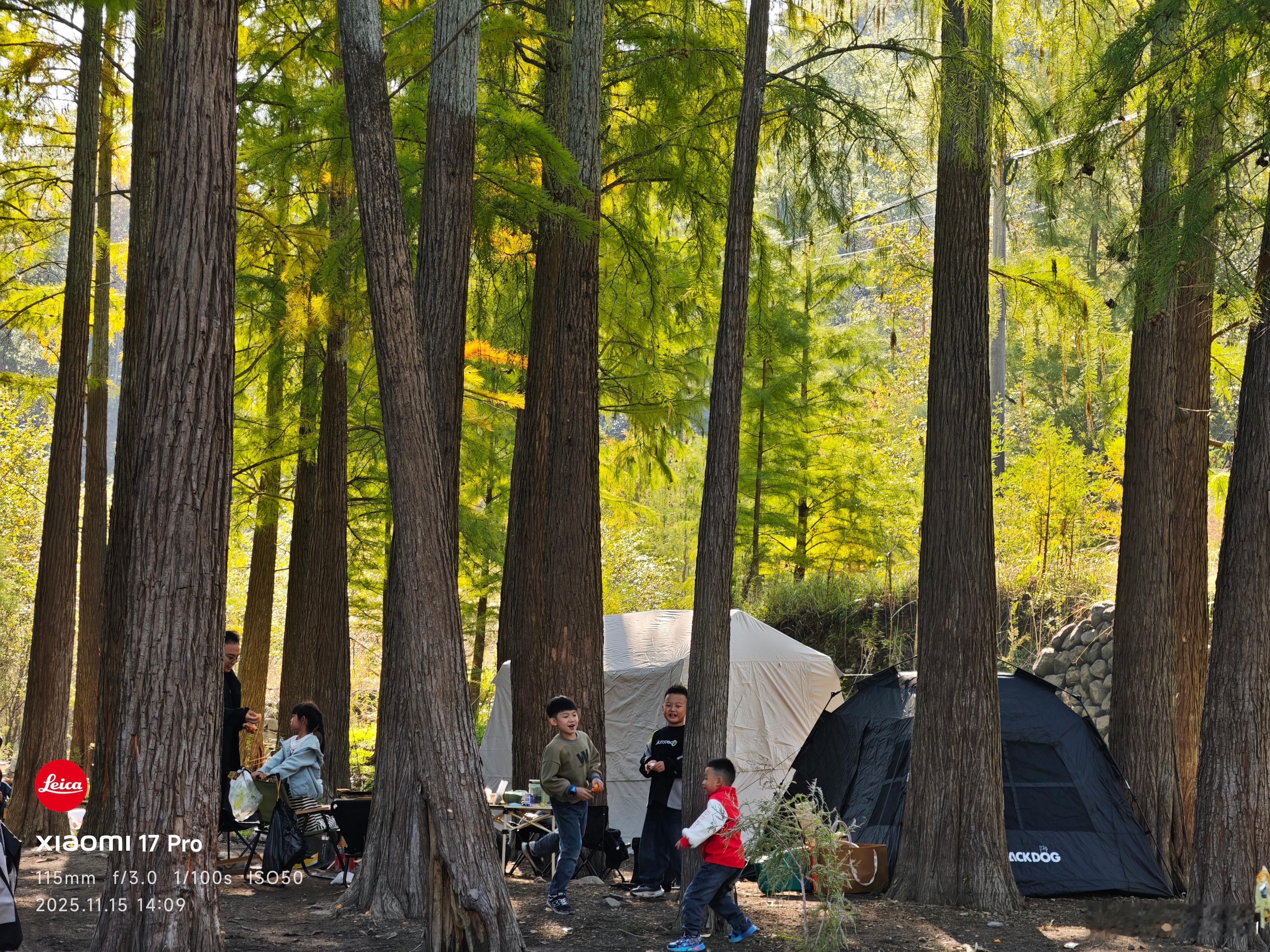 上个星期周末我不是去我们这边的谷坦水库，想感受一下深秋的水杉。结果，照片大家也看