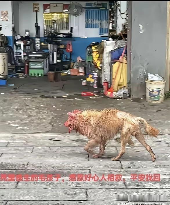 湖南衡阳从屠宰场逃生的狗狗，后续来了。这只狗狗现被志愿者取名叫安安，现在宠物医院