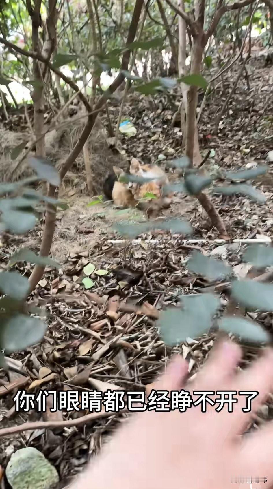 泪目了！一位小姐姐10月的时候就发现小区里有几只流浪小猫，它们的眼睛都得了病，一