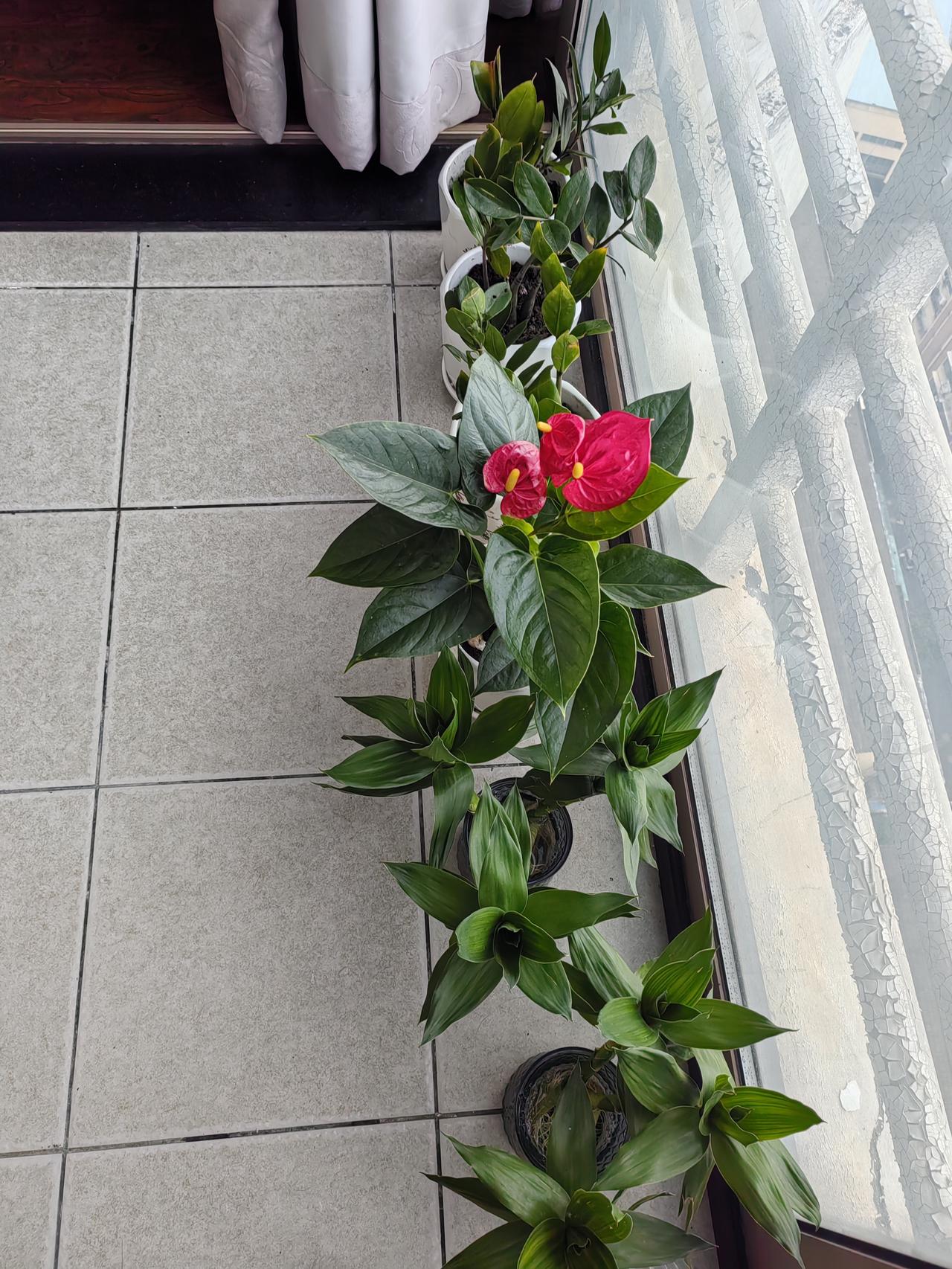 开启我三年后退休生活的兴趣培养，先尝试少量花卉的水培加土培！退休养花感悟中年人
