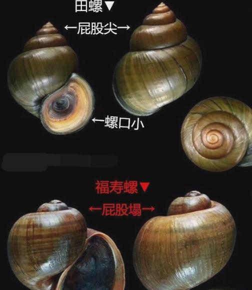 说到福寿螺，现在大家的第一反应都是：“这玩意儿可不敢吃！”其实在八十年代，它可是