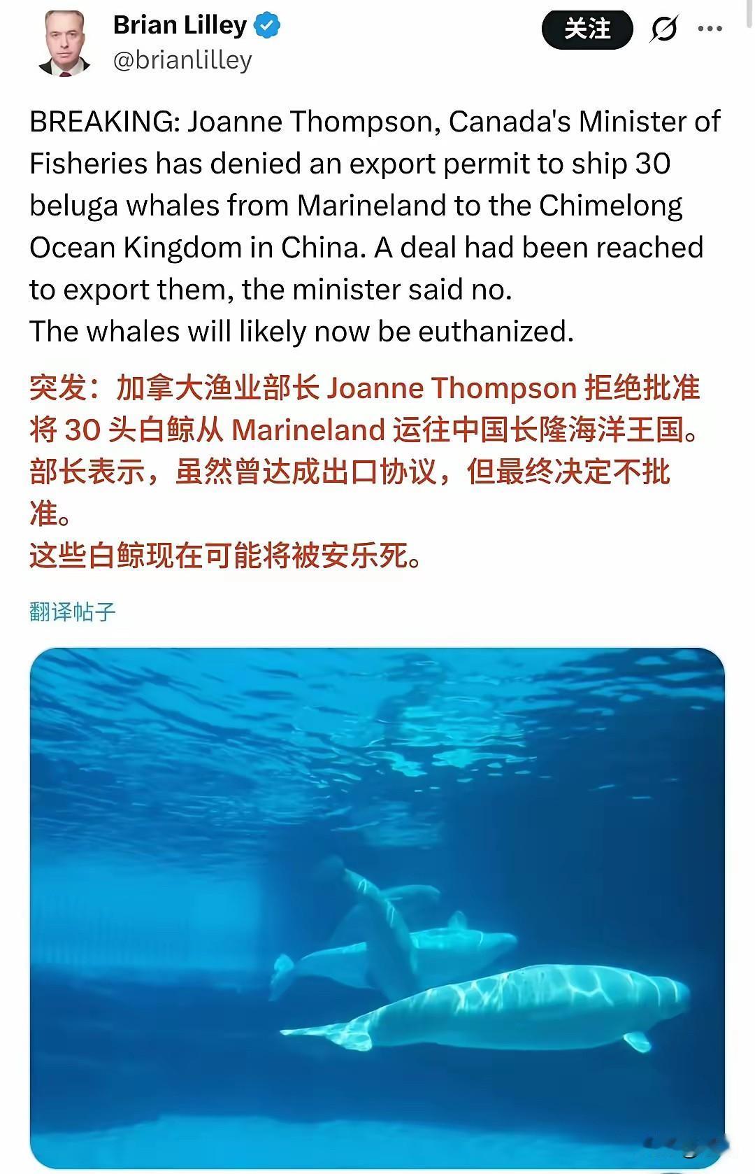 小编发现，近期加拿大渔业部长发表拒绝将30头白鲸运往中国长龙海洋公园。部长表示：