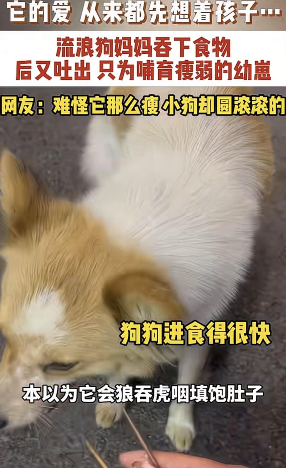 破防了，福建，一位烧烤店老板，这天给自己平时一直投喂的流浪狗拿了几块肉。本以为狗