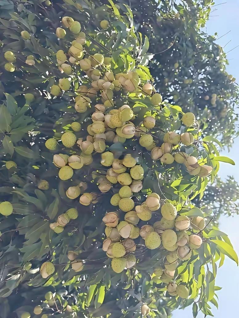 家人是果农，荔枝今年全部裂口了，还能卖吗？
