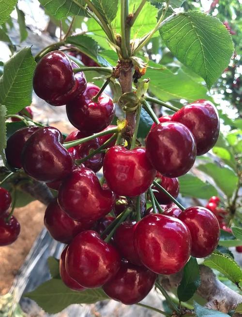 大连樱桃🍒封神攻略｜实现樱桃自由的快乐谁懂！每年5-7月就是大连的樱桃限定季