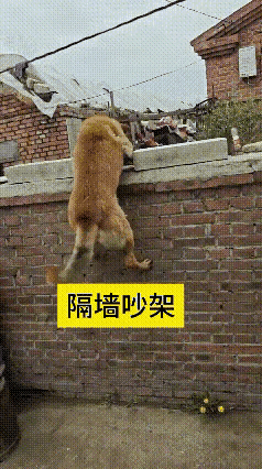 谁懂啊家人们，真被这只大黄狗的小聪明给整乐了！隔着一堵砖墙跟邻居家