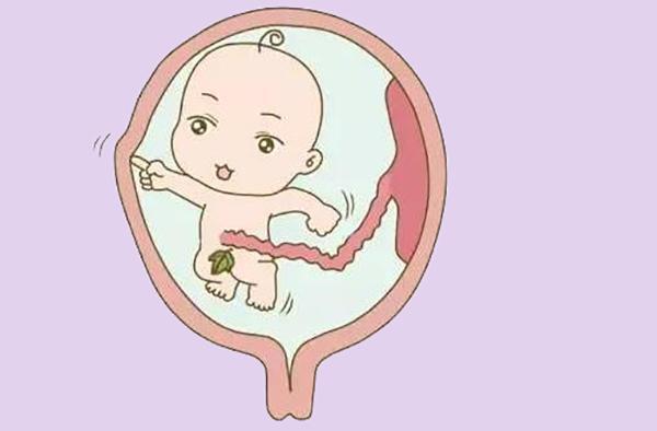 胎儿每天在妈妈肚子干啥?