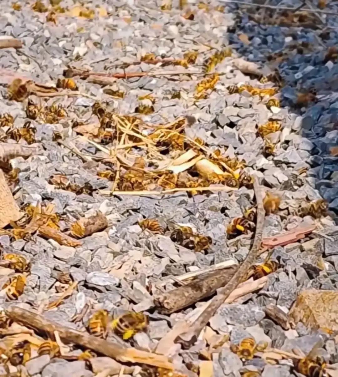 隔壁蜂农打开箱门，整个人都傻了。一百多箱蜜蜂一夜之间全死了，黑压压地堆在地上，