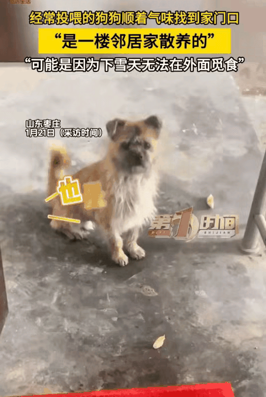 泪目了！一位大哥经常投喂小区得一只狗狗，每次看到它只要手上有食物就会投喂它，这天