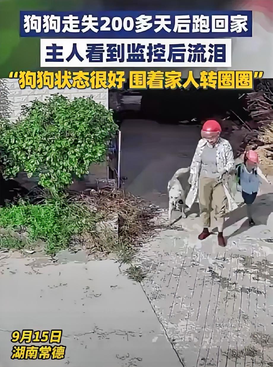 每个生命都该被善待200多天前，佘女士家的狗狗走丢了。9月15日，佘女士在