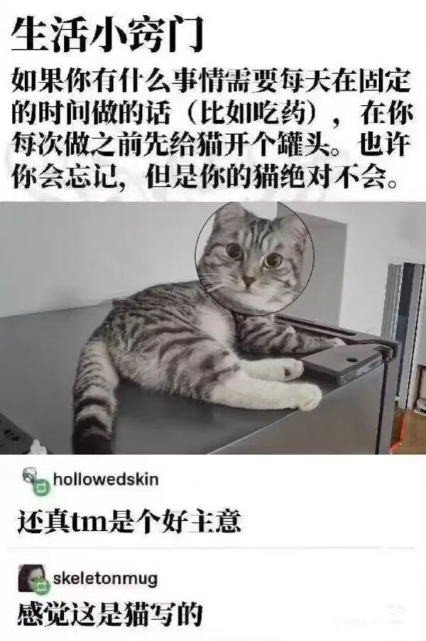 感觉这是猫写的