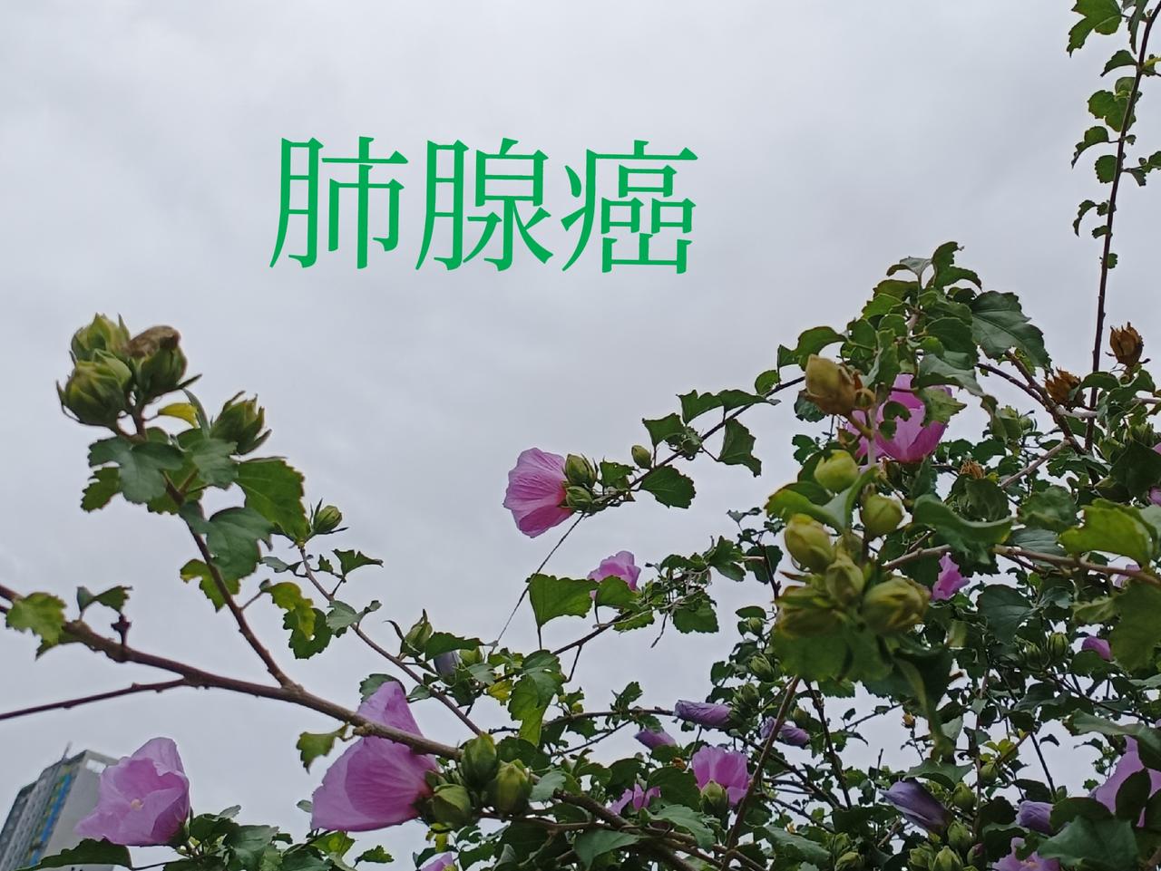 这辈子做梦也不曾想到，尚未到六十岁，便被癌症缠上。真正经历过病痛才懂得，人间百般