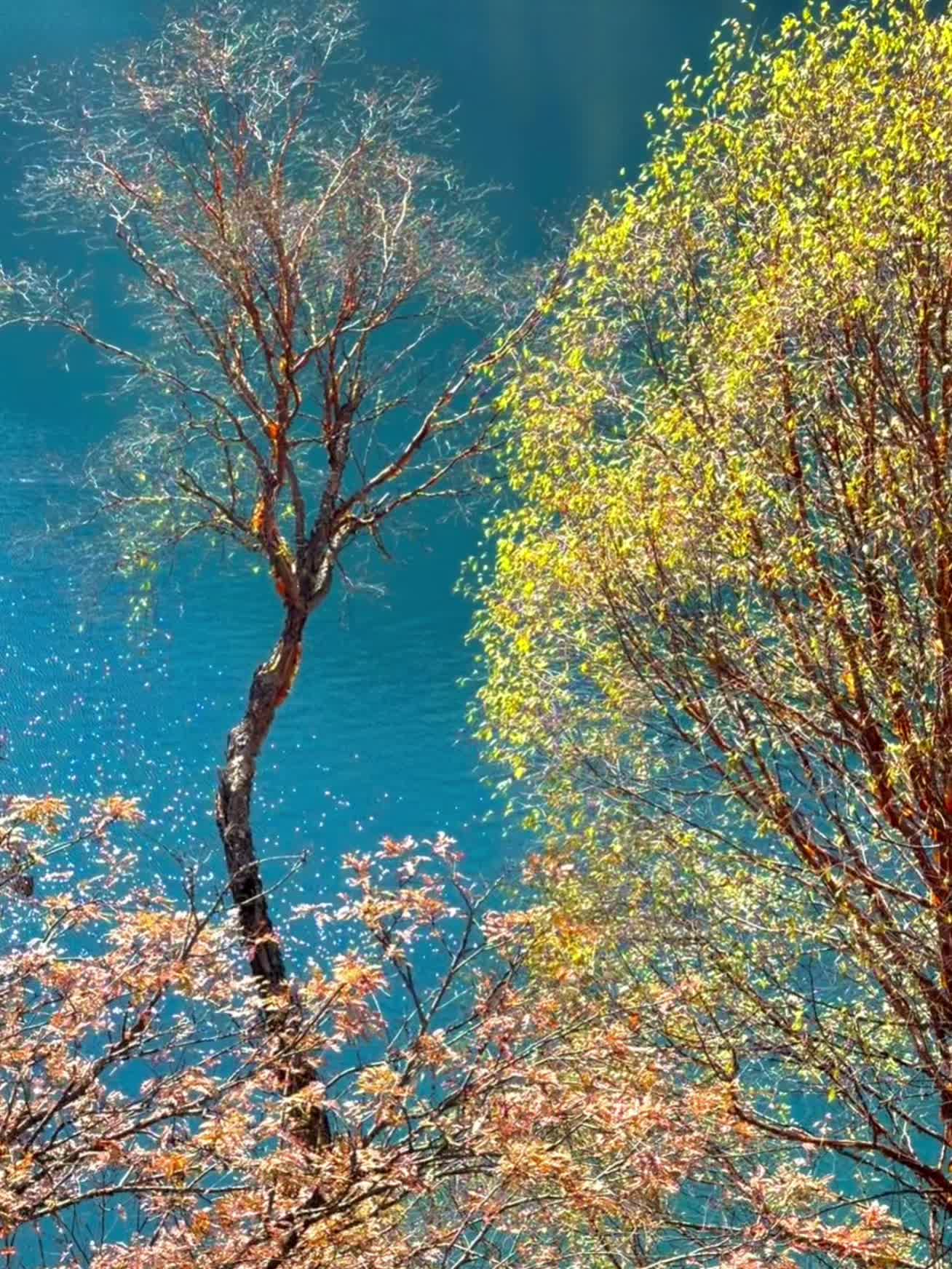 秋天的九寨沟真的美得可以封神！ 九寨沟的秋，手机根本拍不出1/10美?...