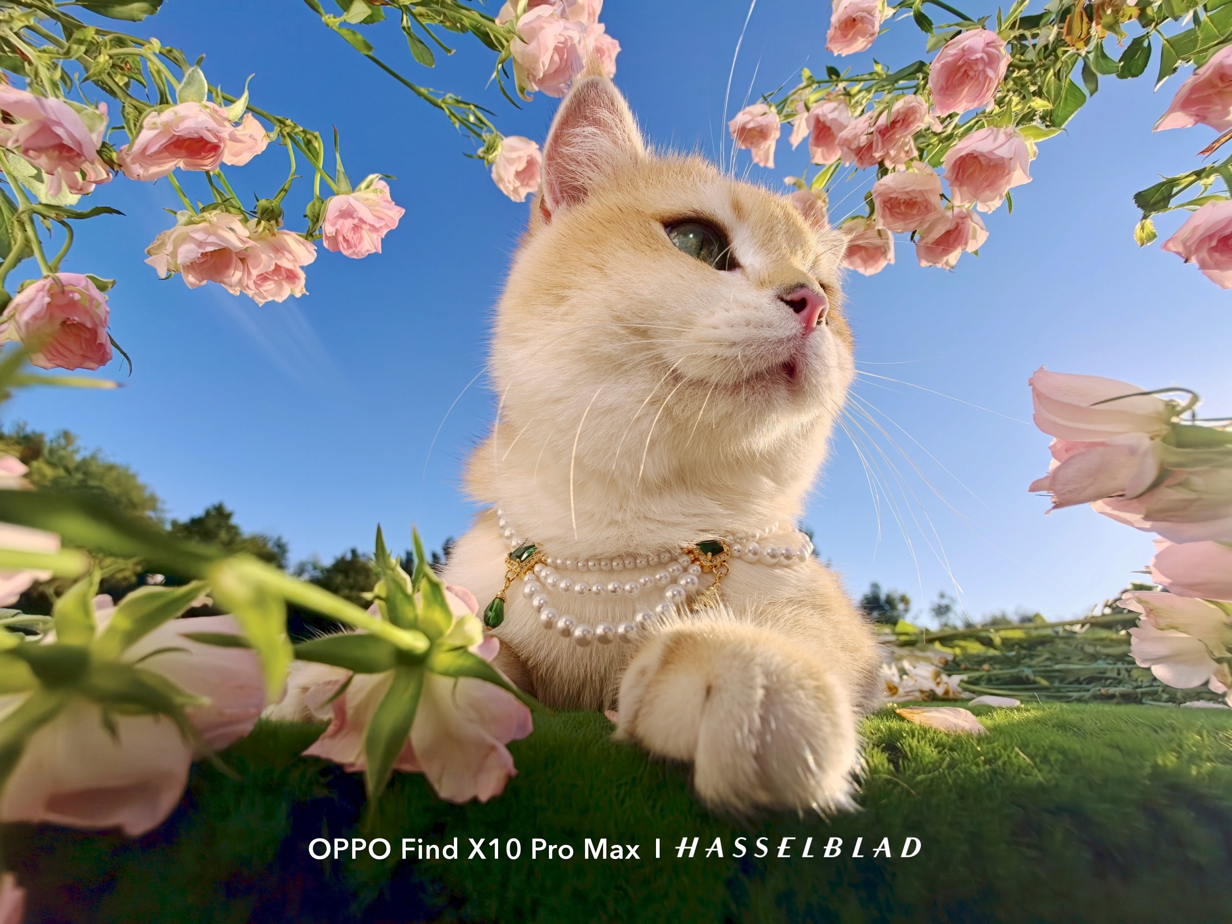 OPPOFindX10ProMax这张样张应该是超广角镜头拍的[yeah