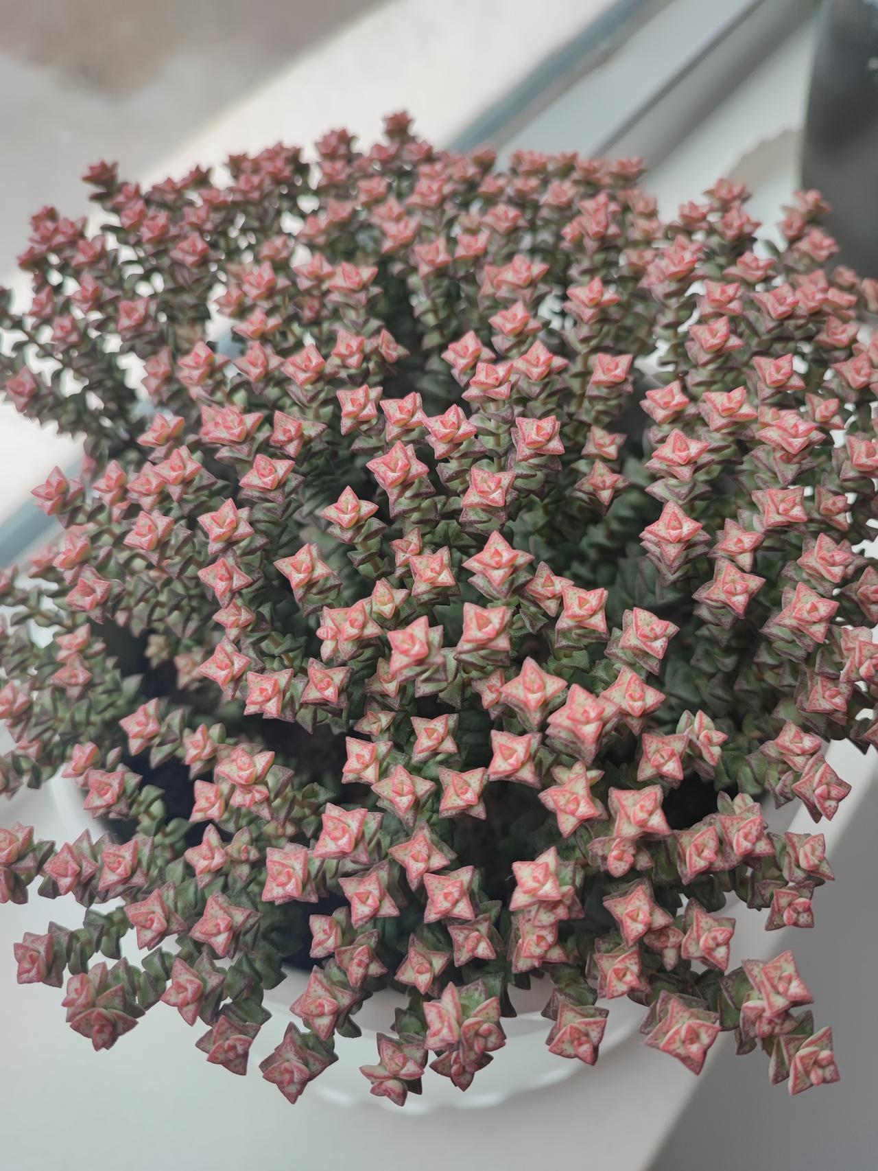 公公咋这样昨天小姑子和我聊天，说我公公去她家训斥她，让她来看我老公，说她