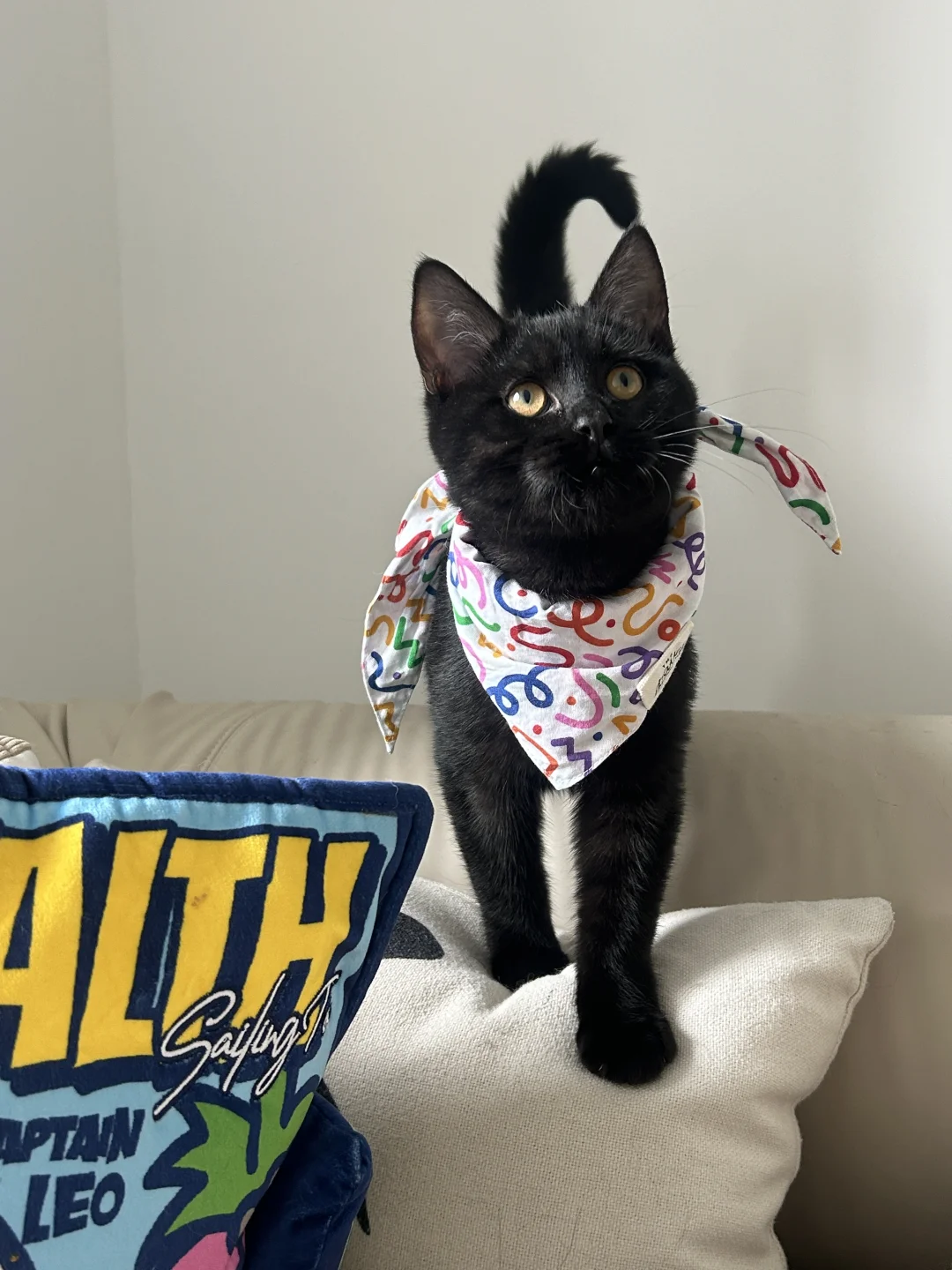 又捡猫啦，福州亲人小黑猫找领养～