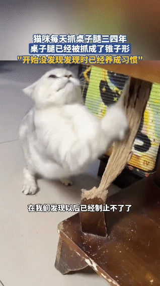 网友分享家中猫咪真的是个执着的“装修工”，三四年只干一件事——专心抓桌腿。一