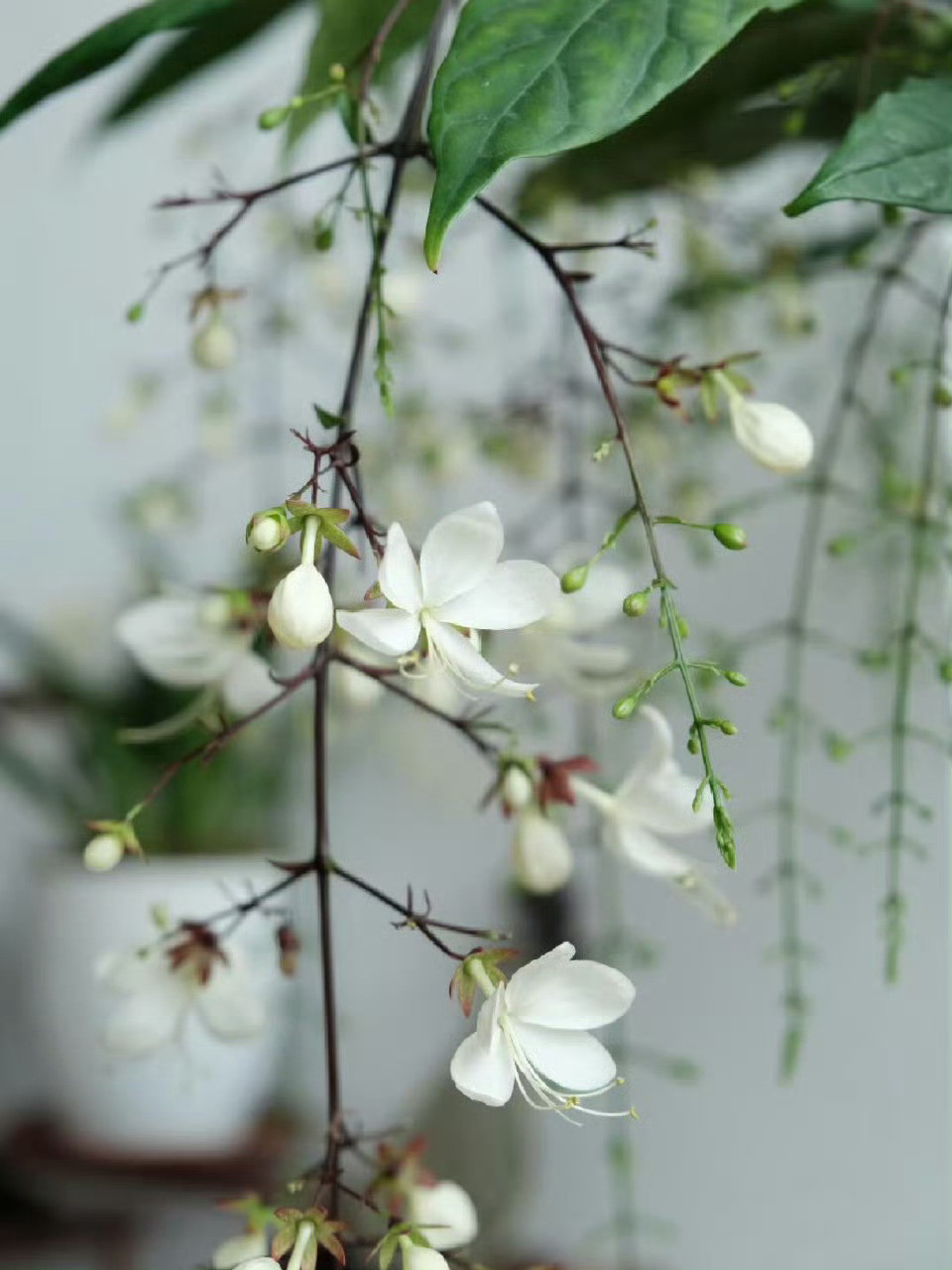 抽象情人节文案💐💐1、明天就是情人节了，有需要人扮演你女朋友吗？过不过的无所