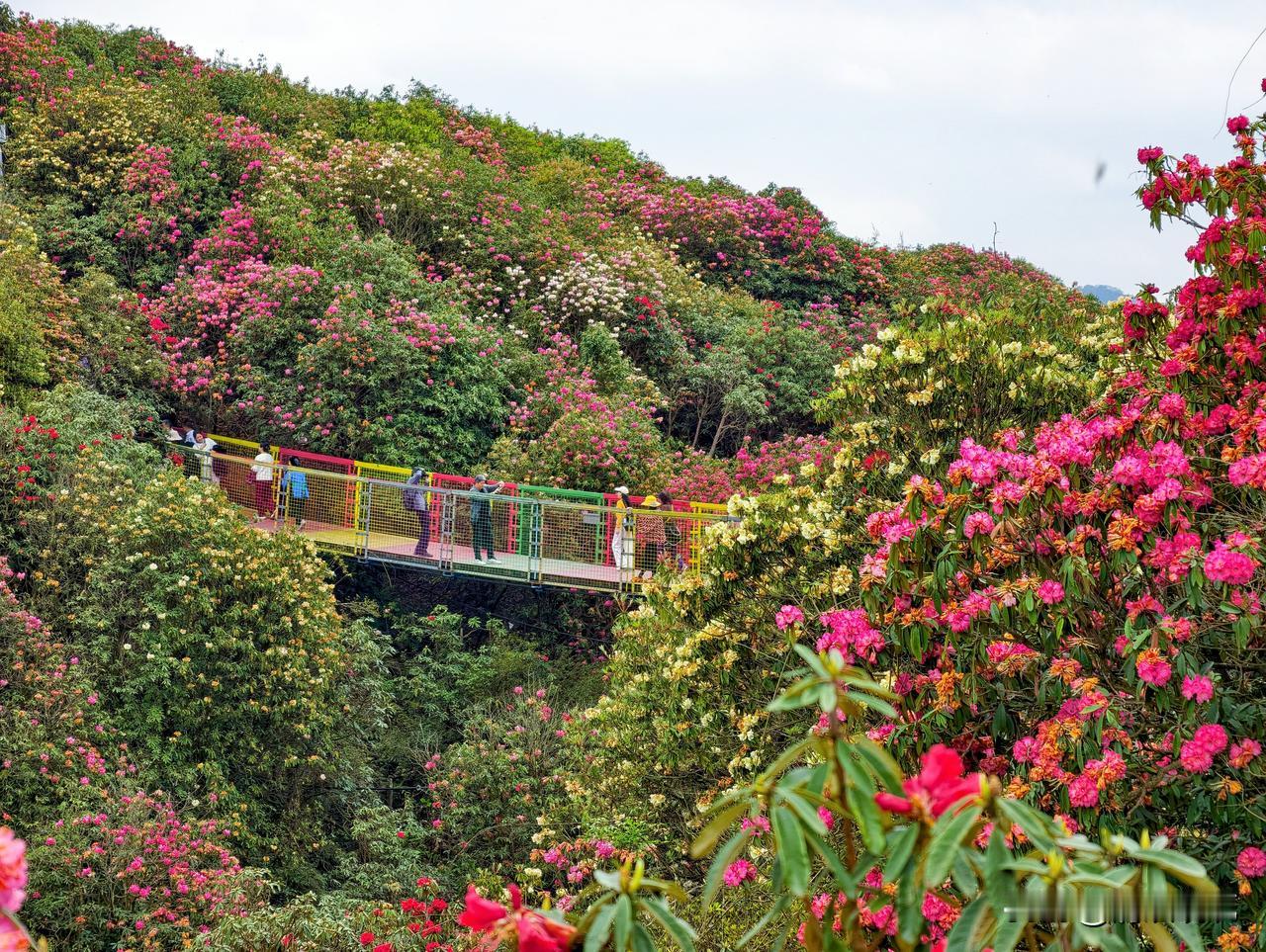 赶上百里杜鹃盛花期的尾巴，甚感幸运。6日金坡。7日普底。金坡下午多云有阳光，普