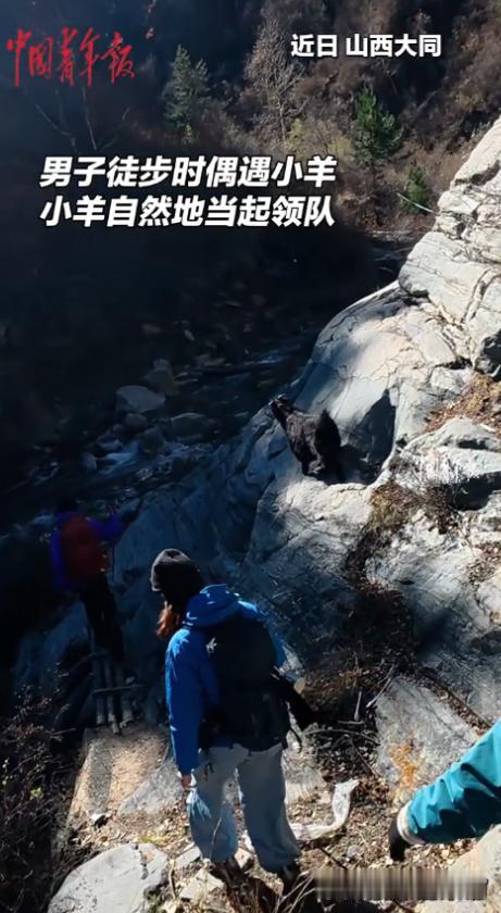“解释不清了！”山西大同，一男子徒步旅行时，突然从旁边窜出来一只黑山羊，山羊也不