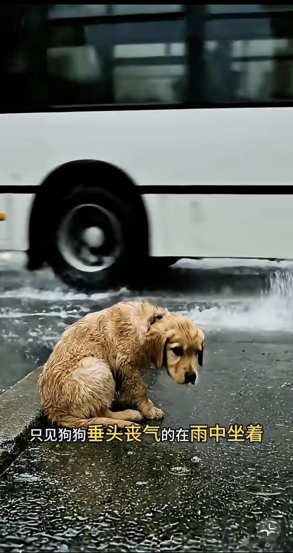 泪目了！这天下着大雨，一位小姐姐下班开车回家，结果开到一条街道的时候，看到路边有